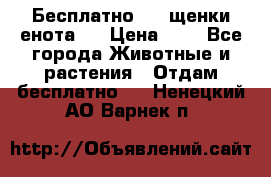 Бесплатно !!! щенки енота!! › Цена ­ 1 - Все города Животные и растения » Отдам бесплатно   . Ненецкий АО,Варнек п.